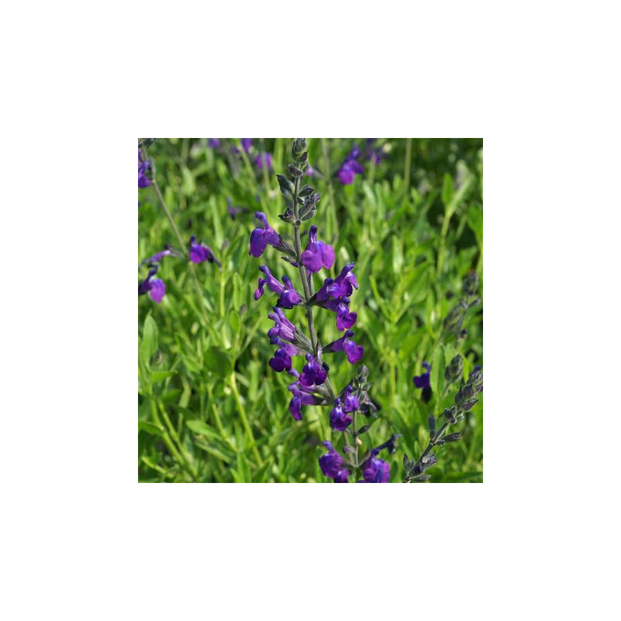 Plantes Vivaces SALVIA lycioides - Sauge en vente - Pépinière Lepage .
