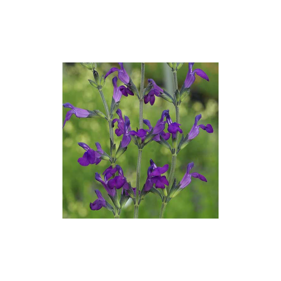 Plantes Vivaces SALVIA lycioides - Sauge en vente - Pépinière Lepage .