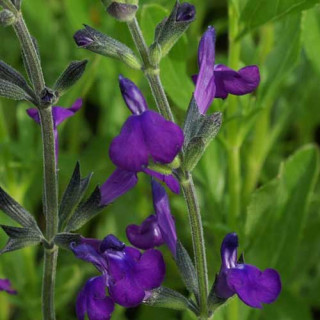 Plantes Vivaces SALVIA lycioides - Sauge en vente - Pépinière Lepage .