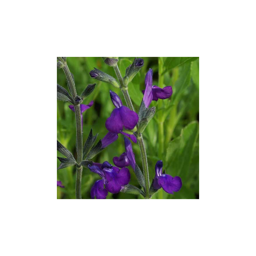 Plantes Vivaces SALVIA lycioides - Sauge en vente - Pépinière Lepage .