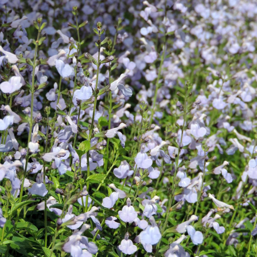 Plantes Vivaces SALVIA microphylla 'Delice Aquamarine' ® - Sauge en vente - Pépinière Lepage .