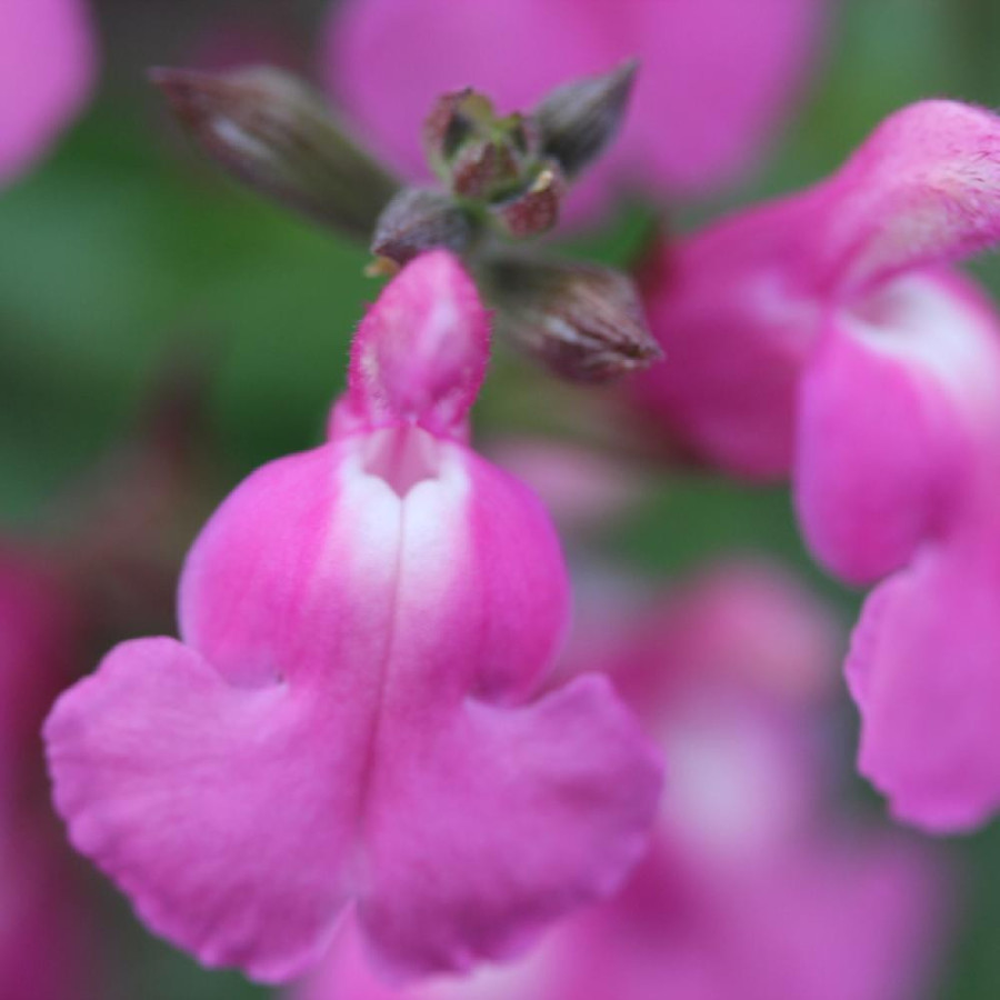 Plantes Vivaces SALVIA microphylla 'Delice Roselilac' ® - Sauge en vente - Pépinière Lepage .