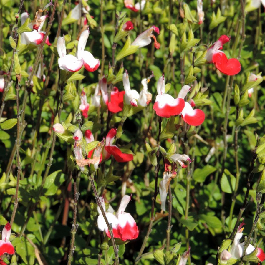 Plantes Vivaces SALVIA microphylla 'Hot Lips' en vente - Pépinière Lepage .