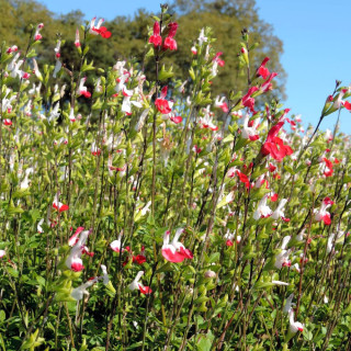 Plantes Vivaces SALVIA microphylla 'Hot Lips' en vente - Pépinière Lepage .