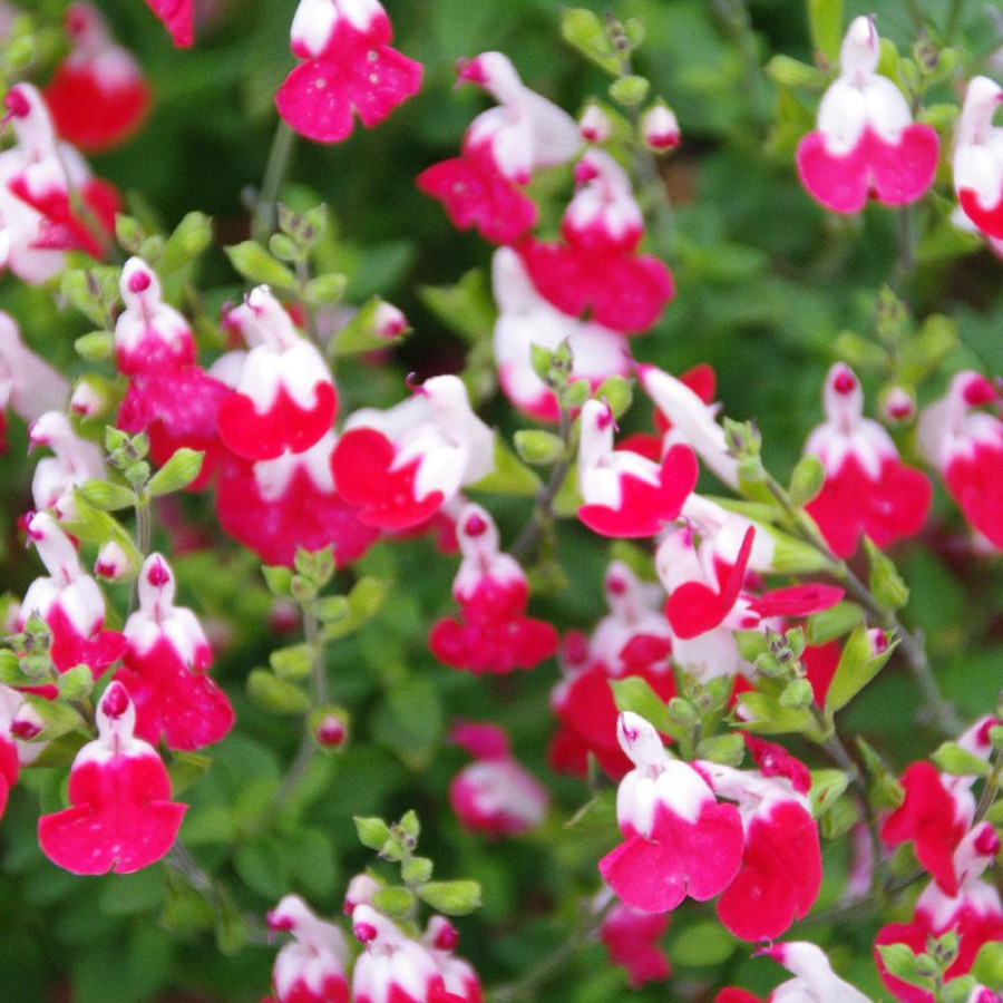 Plantes Vivaces SALVIA microphylla 'Little Kiss' - Sauge en vente - Pépinière Lepage .