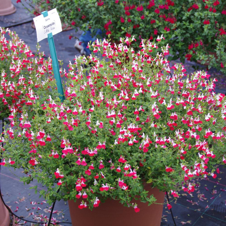 Plantes Vivaces SALVIA microphylla 'Little Kiss' - Sauge en vente - Pépinière Lepage .