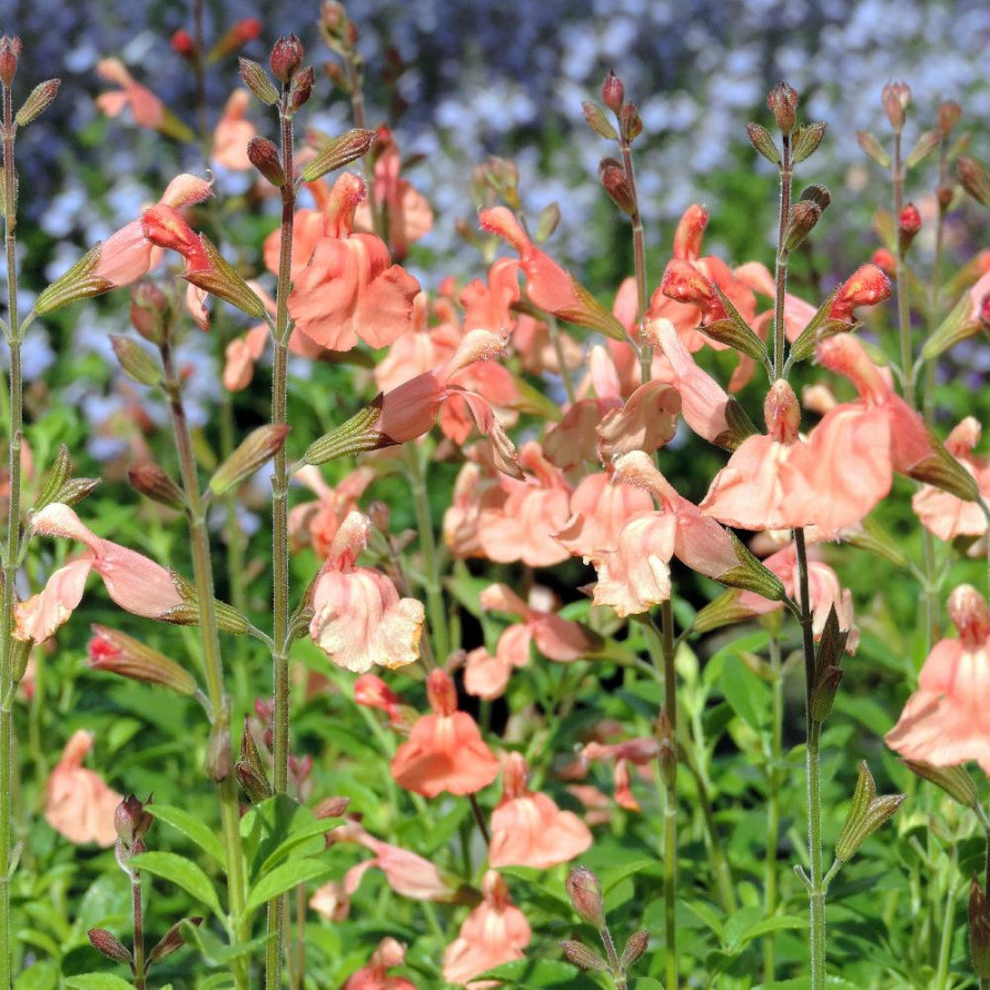 Plantes Vivaces SALVIA microphylla 'Papajan' ® - Sauge en vente - Pépinière Lepage .