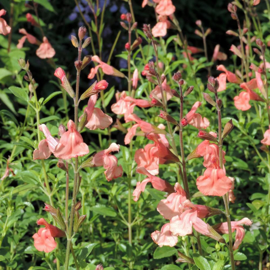 Plantes Vivaces SALVIA microphylla 'Papajan' ® - Sauge en vente - Pépinière Lepage .