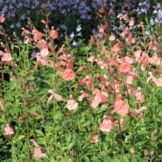 Plantes Vivaces SALVIA microphylla 'Papajan' ® - Sauge en vente - Pépinière Lepage .