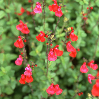 plantes-vivaces-salvia-microphylla-grahamii-sauge-en-vente-pepiniere-lepage-