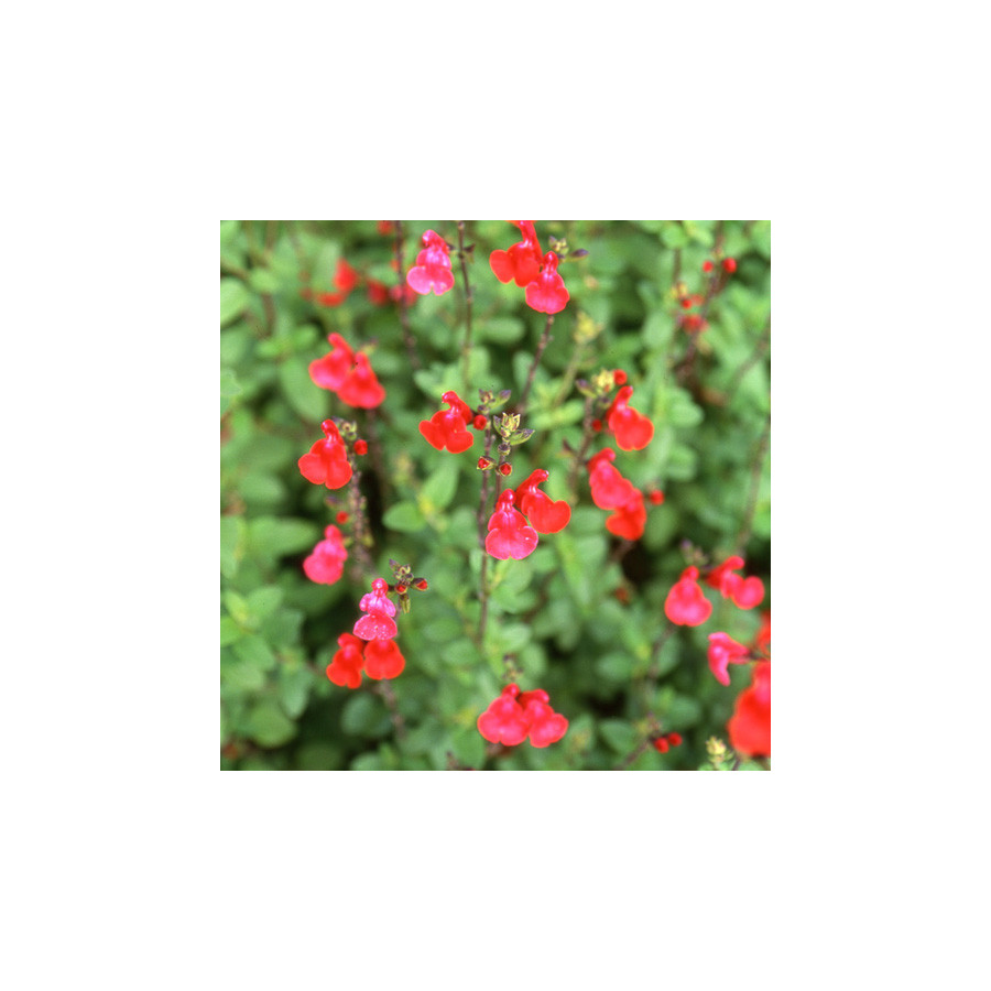 Plantes Vivaces SALVIA microphylla (grahamii) - Sauge en vente - Pépinière Lepage .