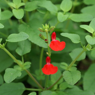 Plantes Vivaces SALVIA microphylla (grahamii) - Sauge en vente - Pépinière Lepage .