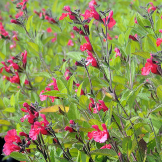 SALVIA microphylla var. neurepia