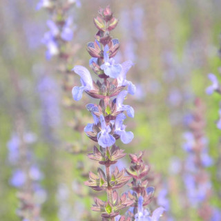 plantes-vivaces-salvia-nemorosa-blaukonigin-sauge-en-vente-pepiniere-lepage-