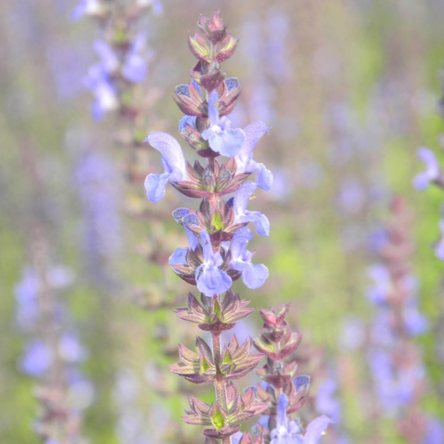 Plantes Vivaces SALVIA nemorosa 'Blaukönigin' - Sauge en vente - Pépinière Lepage .