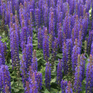 plantes-vivaces-salvia-nemorosa-blue-bouquetta-R-sauge-en-vente-pepiniere-lepage-