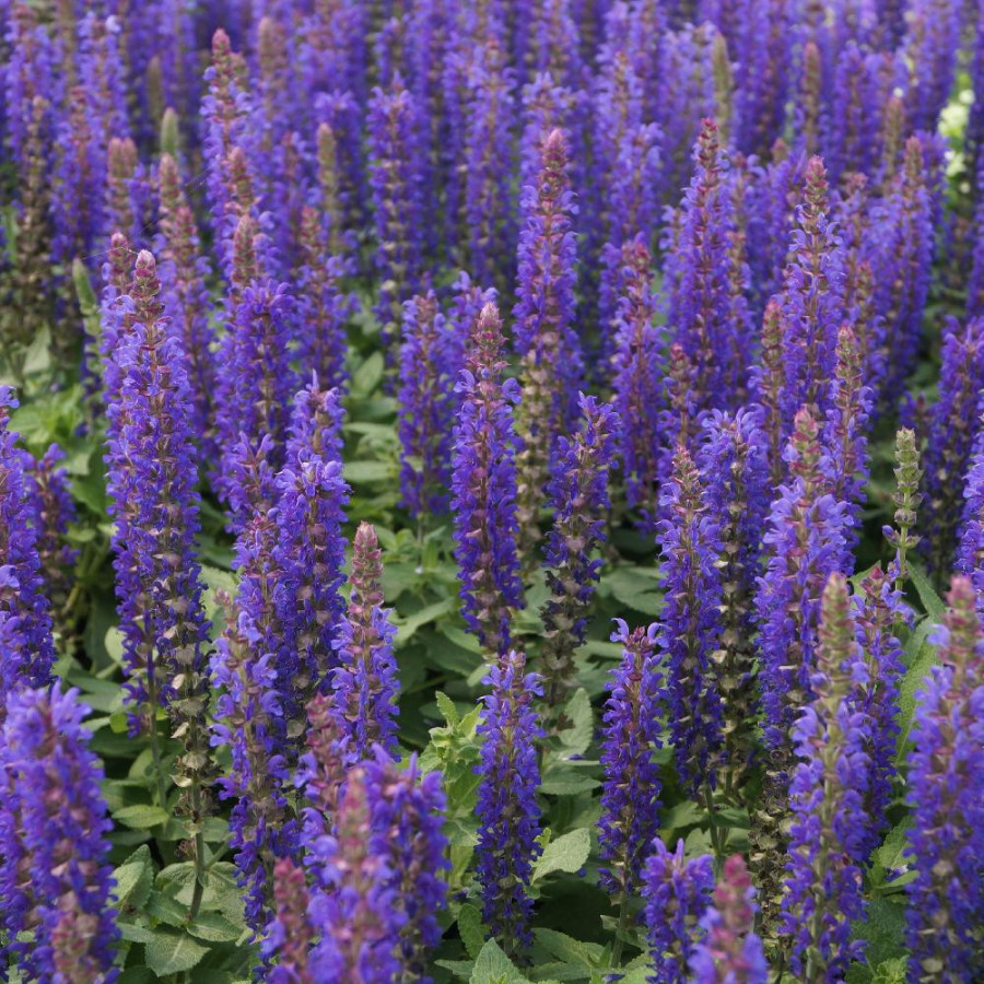 Plantes Vivaces SALVIA nemorosa 'Blue Bouquetta' ® - Sauge en vente - Pépinière Lepage .