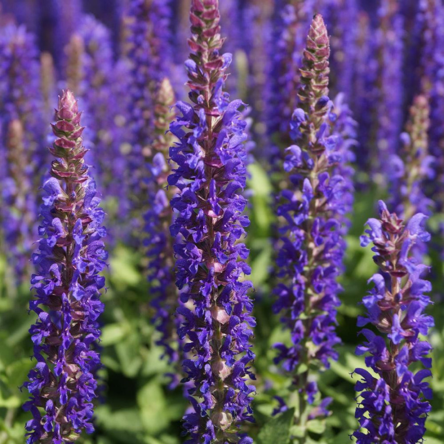 Plantes Vivaces SALVIA nemorosa 'Blue Bouquetta' ® - Sauge en vente - Pépinière Lepage .