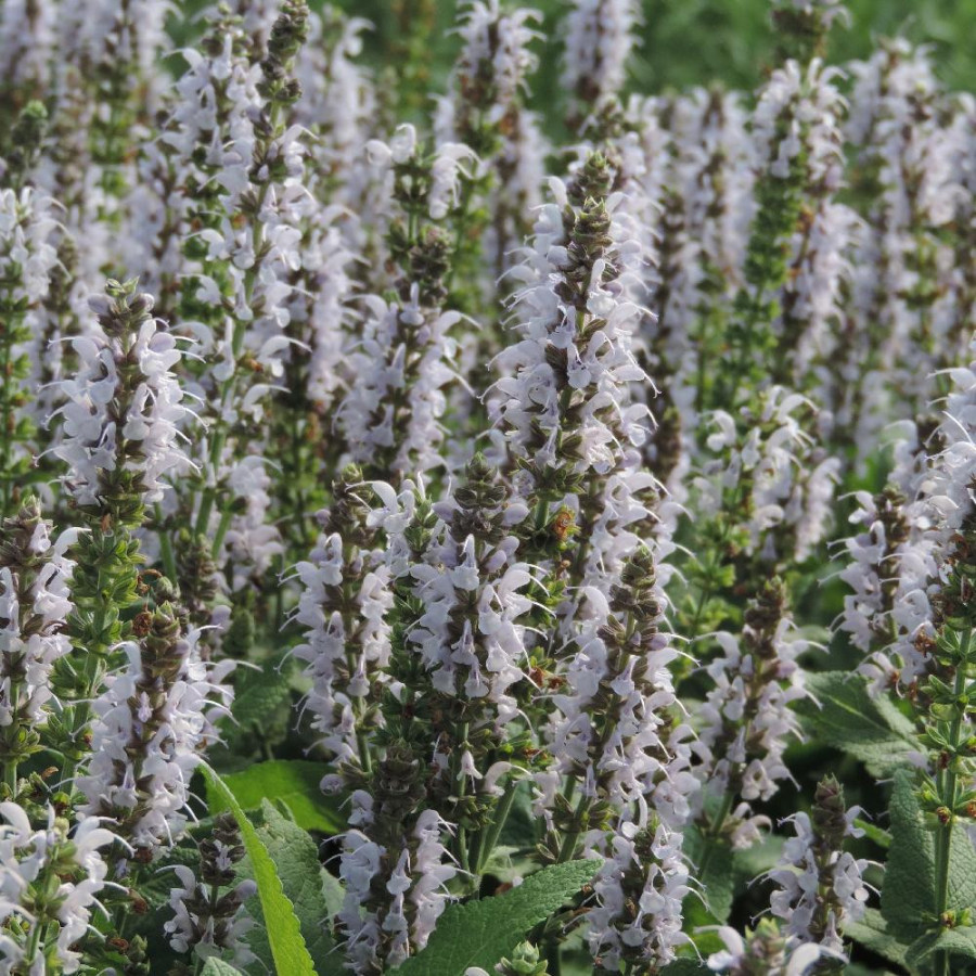 SALVIA nemorosa 'Bumblesky'