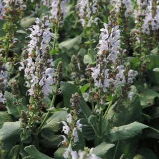 SALVIA nemorosa 'Bumblesky'