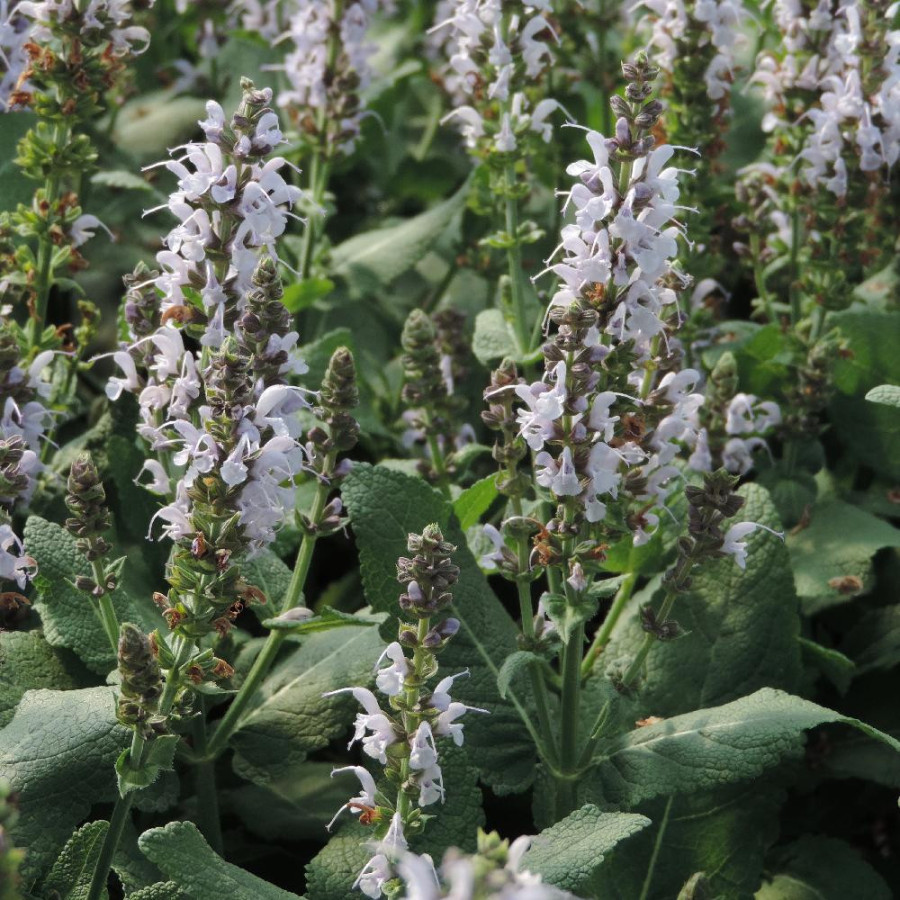 SALVIA nemorosa 'Bumblesky'