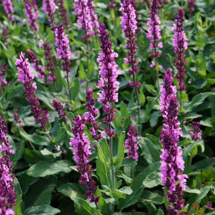 SALVIA nemorosa 'Caradonna Pink Inspiration' ®