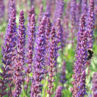 Plantes Vivaces SALVIA nemorosa 'Caradonna' - Sauge en vente - Pépinière Lepage .