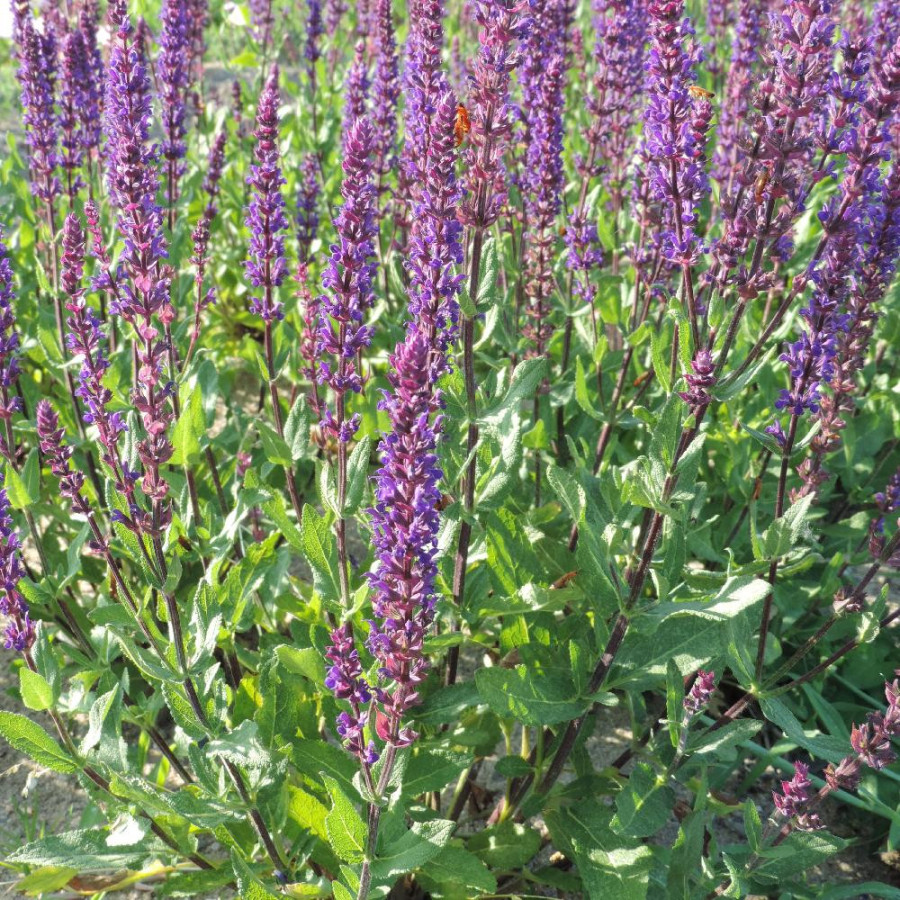 Plantes Vivaces SALVIA nemorosa 'Caradonna' - Sauge en vente - Pépinière Lepage .