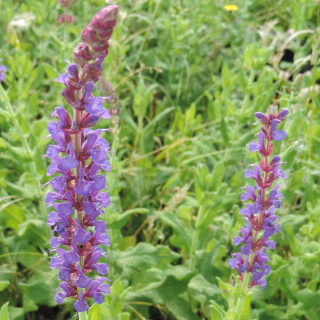plantes-vivaces-salvia-nemorosa-jan-spruyt-sauge-en-vente-pepiniere-lepage-