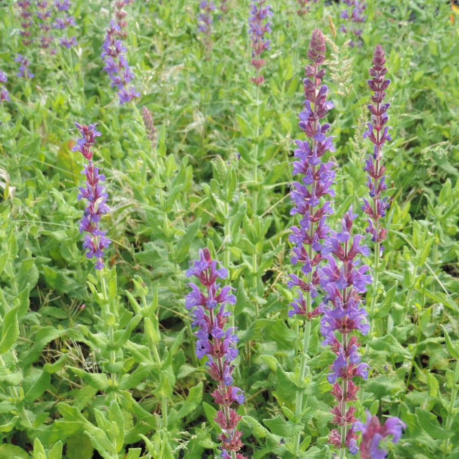 Plantes Vivaces SALVIA nemorosa 'Jan Spruyt' - Sauge en vente - Pépinière Lepage .
