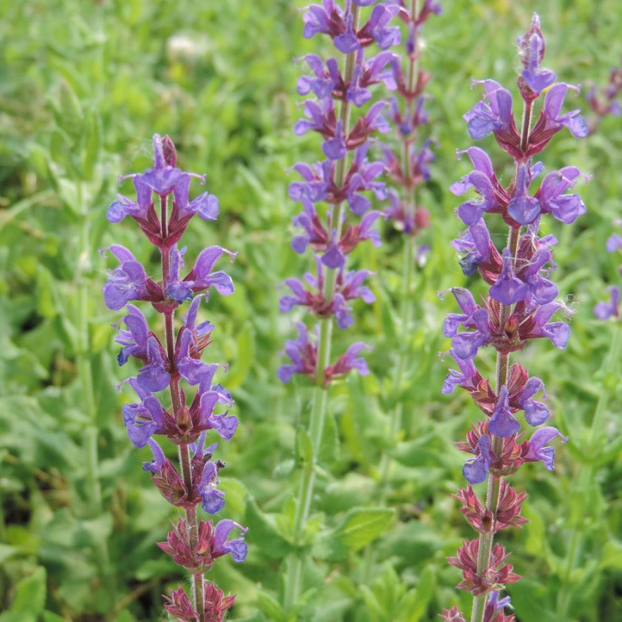 Plantes Vivaces SALVIA nemorosa 'Jan Spruyt' - Sauge en vente - Pépinière Lepage .
