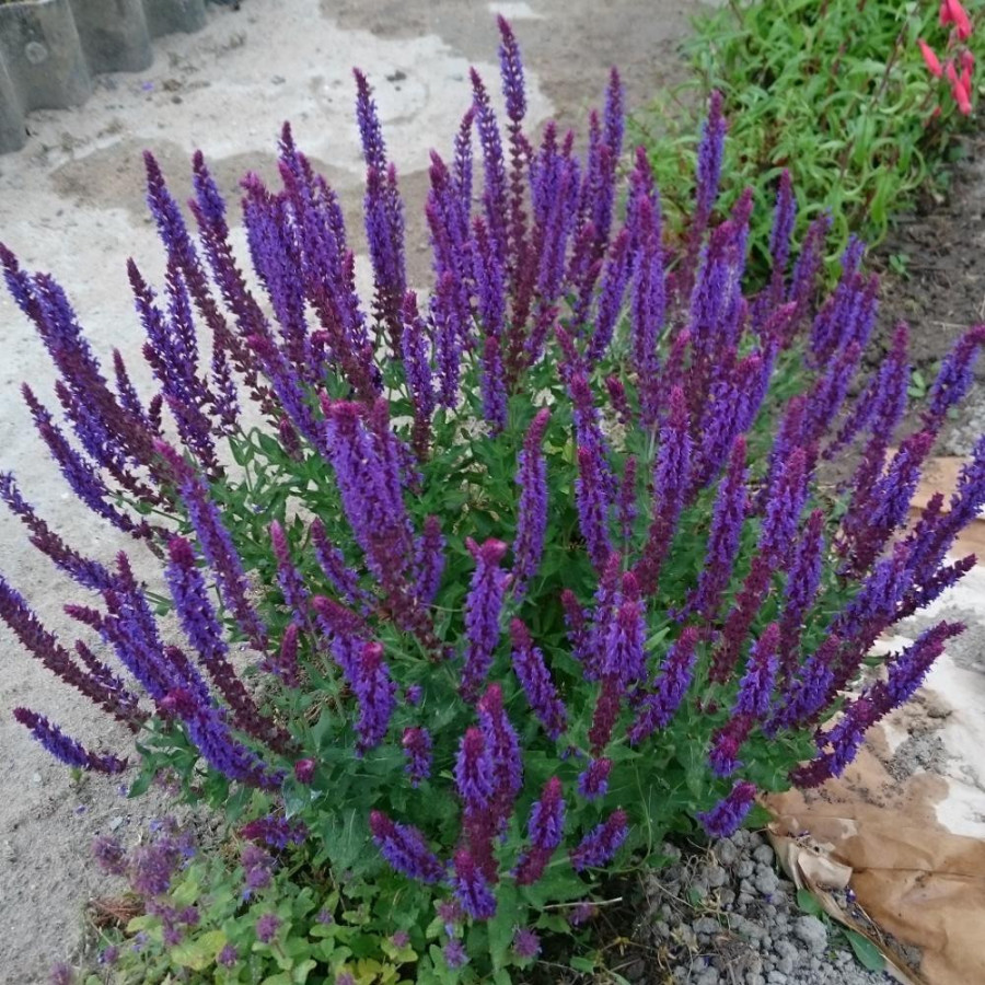 Plantes Vivaces SALVIA nemorosa 'Lubeca' - Sauge en vente - Pépinière Lepage .