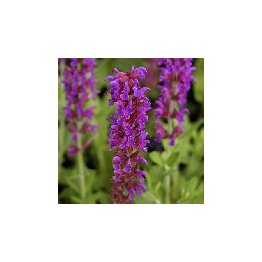 Plantes Vivaces SALVIA nemorosa 'Lubeca' - Sauge en vente - Pépinière Lepage .