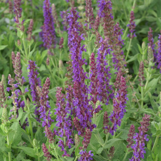 Plantes Vivaces SALVIA nemorosa 'Lubeca' - Sauge en vente - Pépinière Lepage .