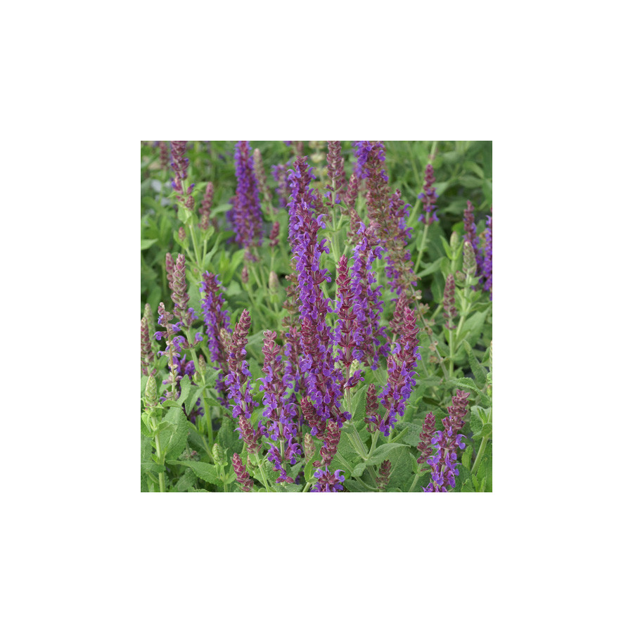 Plantes Vivaces SALVIA nemorosa 'Lubeca' - Sauge en vente - Pépinière Lepage .