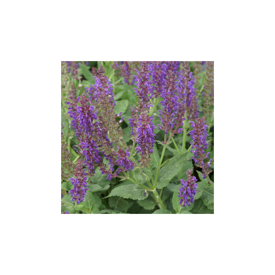 Plantes Vivaces SALVIA nemorosa 'Mainacht' - Sauge en vente - Pépinière Lepage .