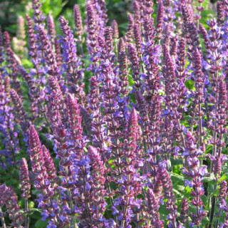 plantes-vivaces-salvia-nemorosa-new-dimension-blue-sauge-en-vente-pepiniere-lepage-