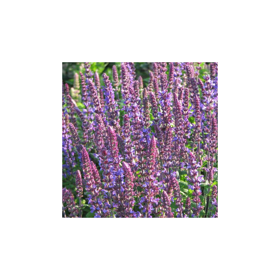 Plantes Vivaces SALVIA nemorosa 'New dimension Blue' - Sauge en vente - Pépinière Lepage .