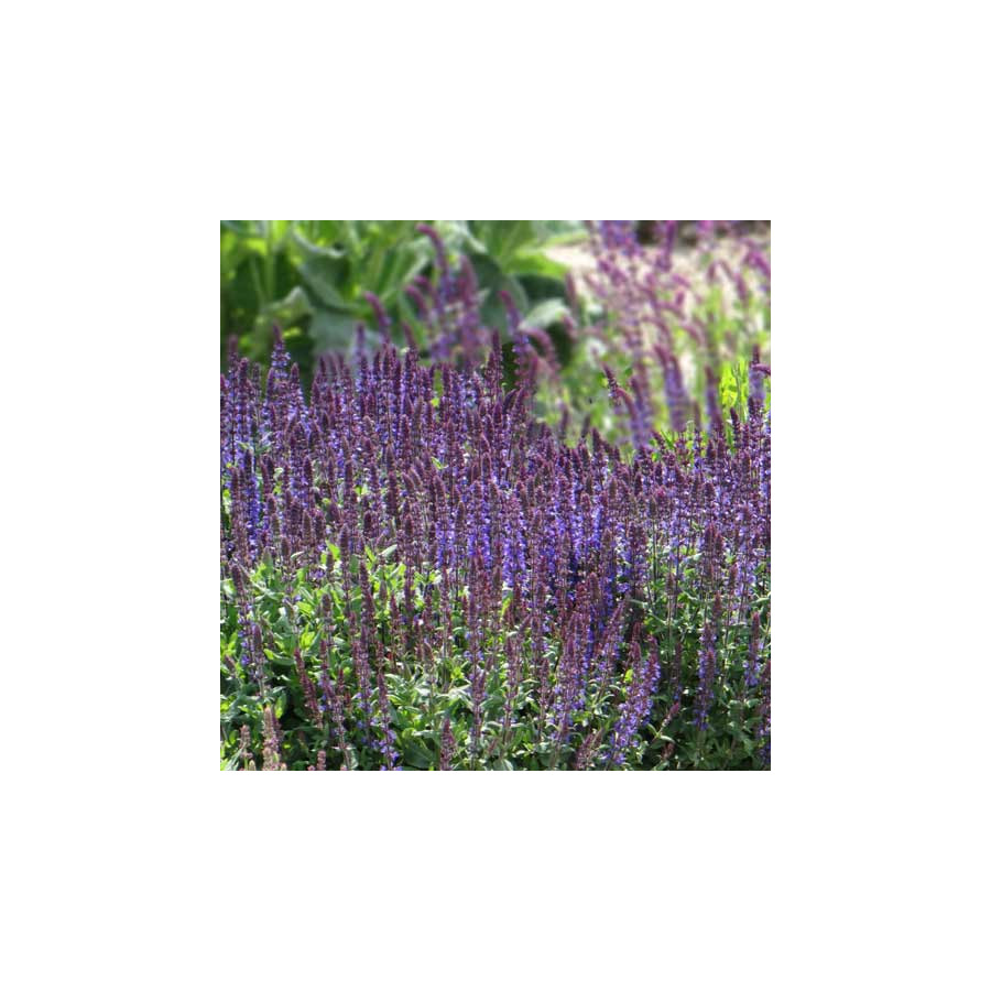 Plantes Vivaces SALVIA nemorosa 'New dimension Blue' - Sauge en vente - Pépinière Lepage .