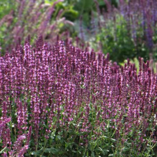 plantes-vivaces-salvia-nemorosa-new-dimension-rose-sauge-en-vente-pepiniere-lepage-