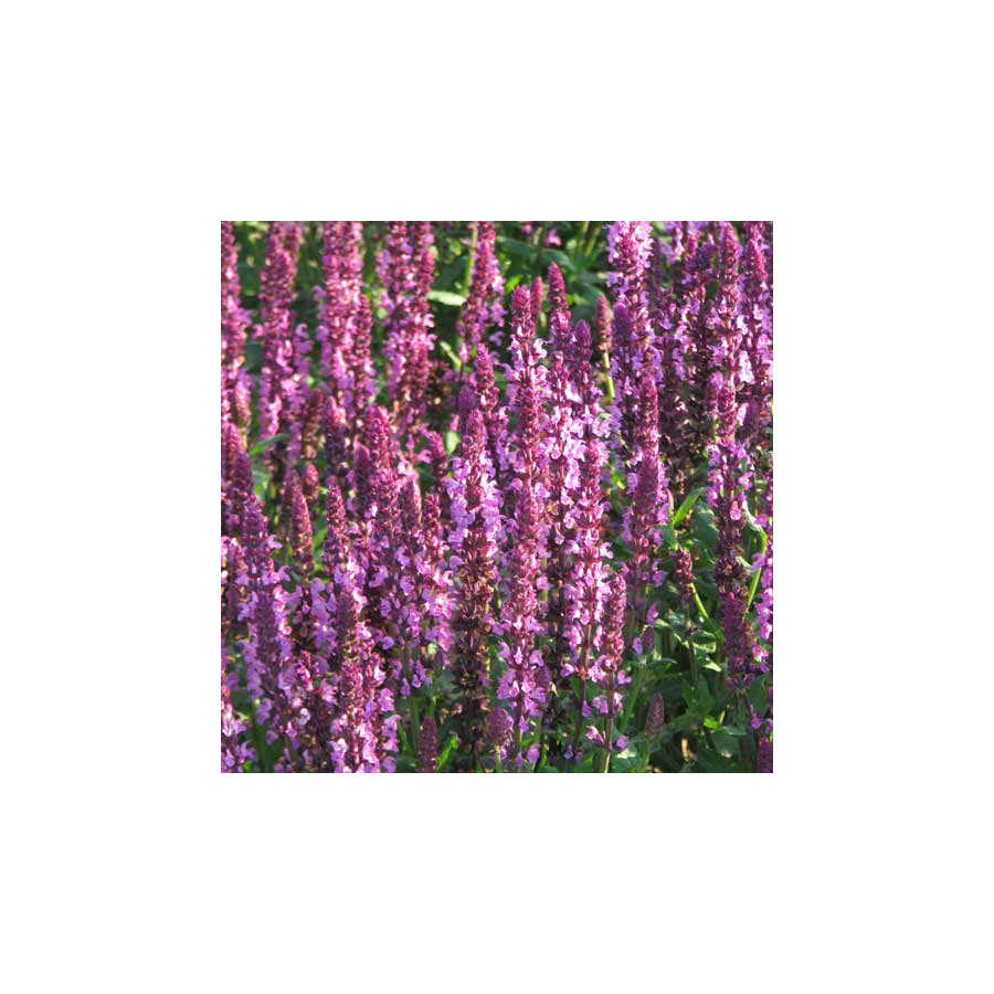 Plantes Vivaces SALVIA nemorosa 'New dimension Rose' - Sauge en vente - Pépinière Lepage .