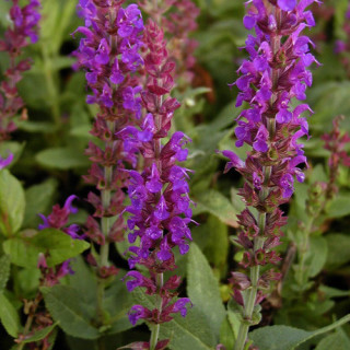 plantes-vivaces-salvia-nemorosa-ostfriesland-sauge-en-vente-pepiniere-lepage-