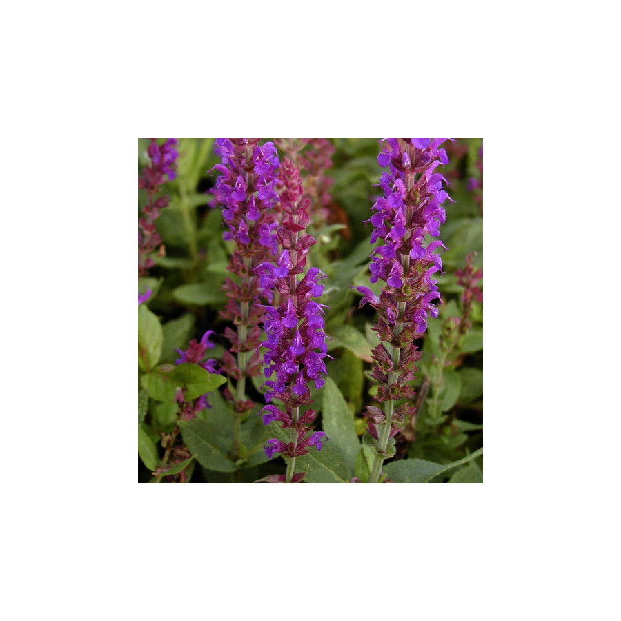 Plantes Vivaces SALVIA nemorosa 'Ostfriesland' - Sauge en vente - Pépinière Lepage .