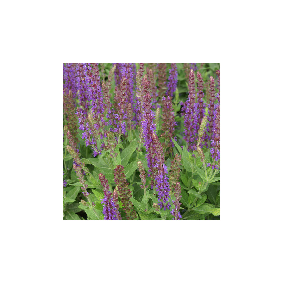 Plantes Vivaces SALVIA nemorosa 'Ostfriesland' - Sauge en vente - Pépinière Lepage .