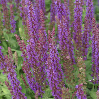 Plantes Vivaces SALVIA nemorosa 'Ostfriesland' - Sauge en vente - Pépinière Lepage .