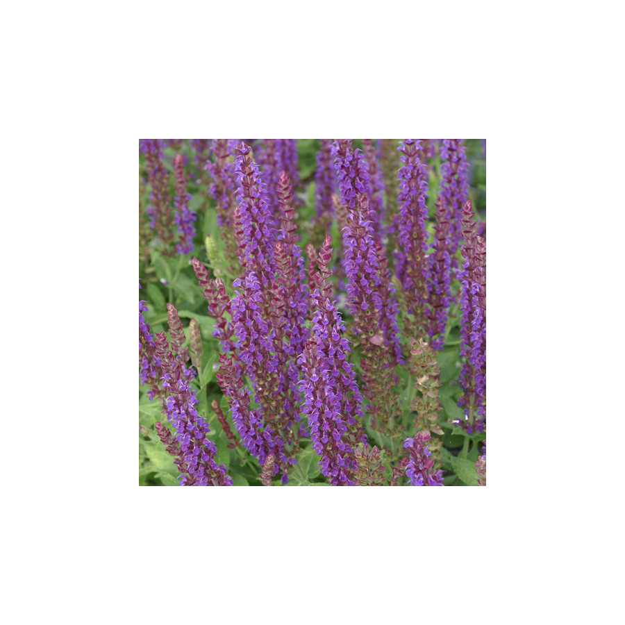 Plantes Vivaces SALVIA nemorosa 'Ostfriesland' - Sauge en vente - Pépinière Lepage .