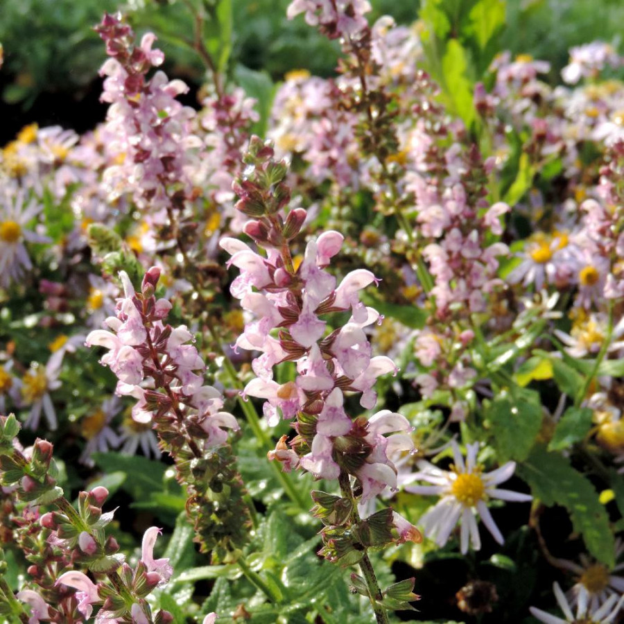 Plantes Vivaces SALVIA nemorosa 'Rose Queen' ('Rosakönigin') - Sauge en vente - Pépinière Lepage .
