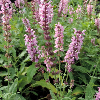 Plantes Vivaces SALVIA nemorosa 'Rose Queen' ('Rosakönigin') - Sauge en vente - Pépinière Lepage .