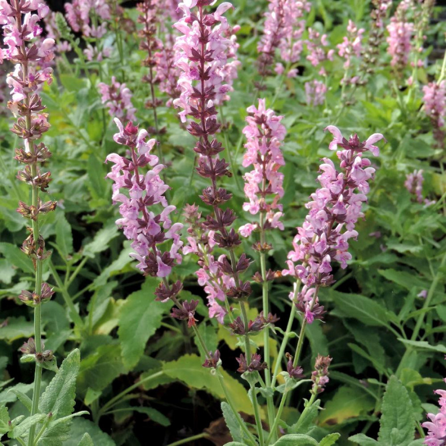 Plantes Vivaces SALVIA nemorosa 'Rose Queen' ('Rosakönigin') - Sauge en vente - Pépinière Lepage .