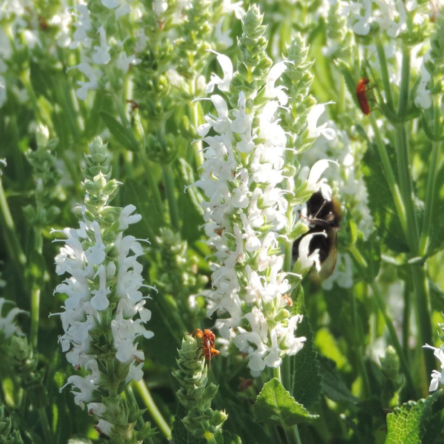 Plantes Vivaces SALVIA nemorosa 'Schneehügel' - Sauge en vente - Pépinière Lepage .